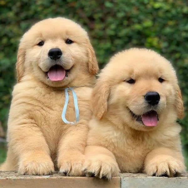 Golden retriever puppies 03365993385 0