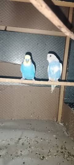 Australian parrots with chicks and 6 ft cage for sale no exchange