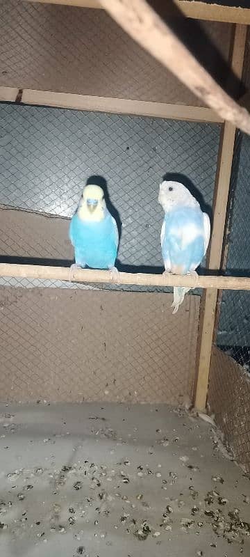 Australian parrots with chicks and 6 ft cage for sale no exchange 0