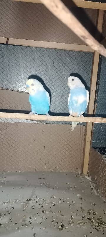 Australian parrots with chicks and 6 ft cage for sale no exchange 1