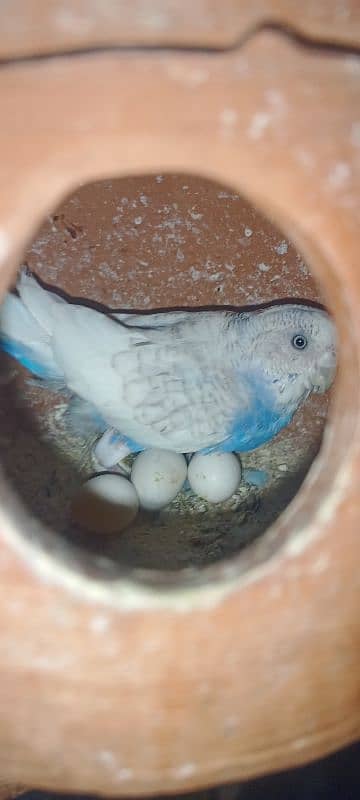 Australian parrots with chicks and 6 ft cage for sale no exchange 2