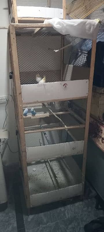 Australian parrots with chicks and 6 ft cage for sale no exchange 12