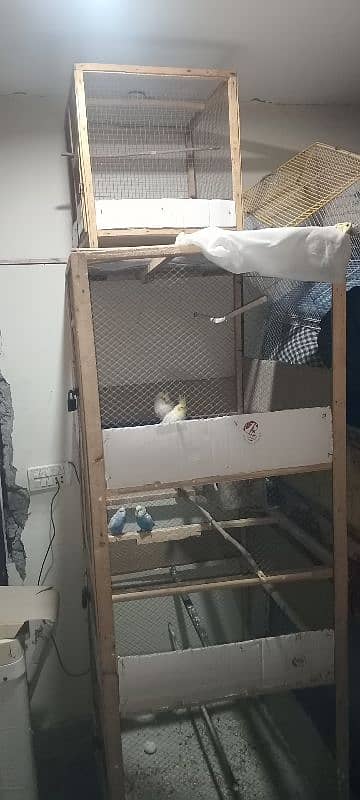 Australian parrots with chicks and 6 ft cage for sale no exchange 15