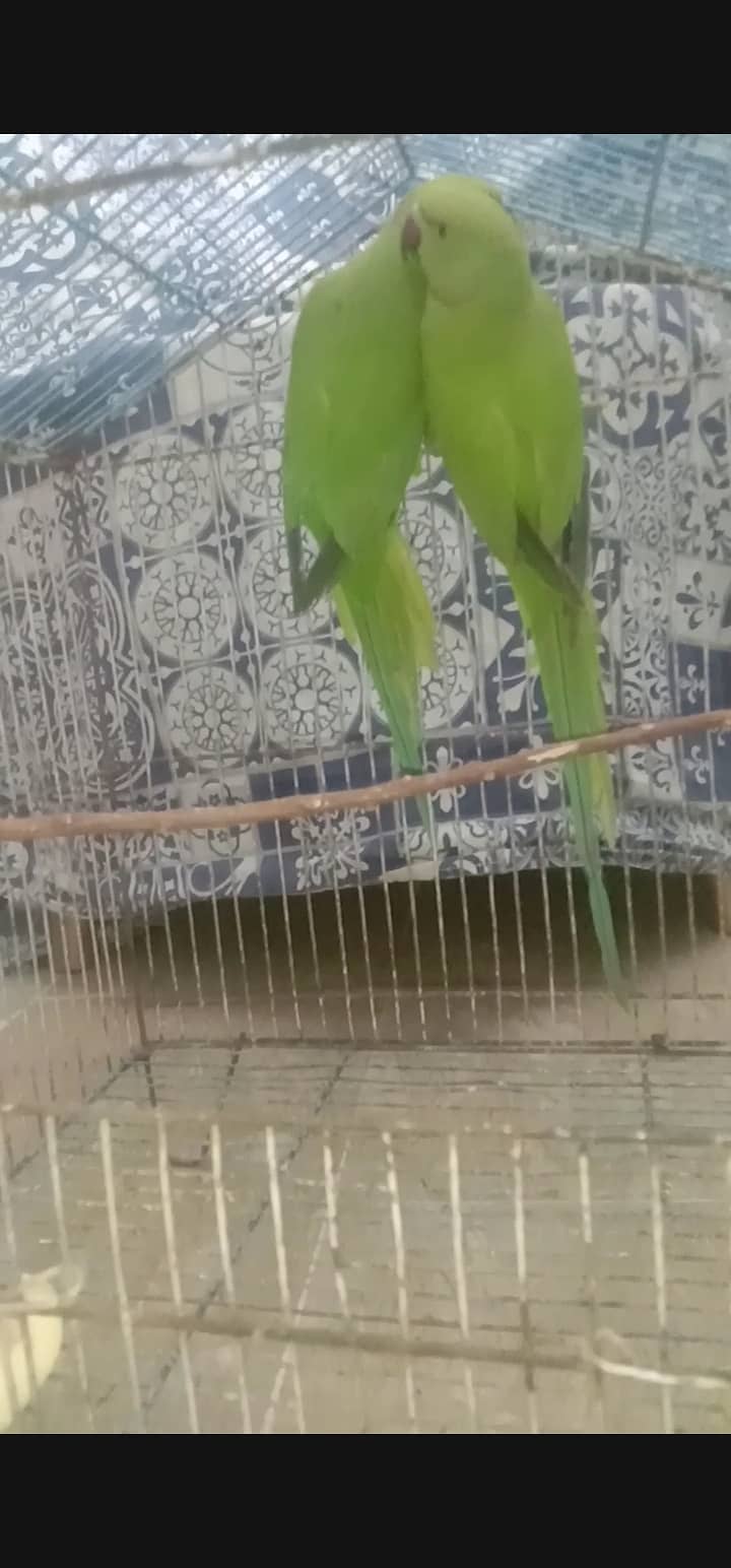 ringneck pair hendtamed 0 bite for sale 1