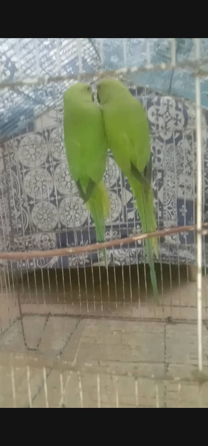 ringneck pair hendtamed 0 bite for sale 2