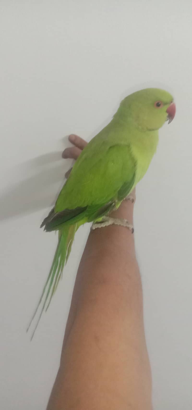 ringneck pair hendtamed 0 bite for sale 3