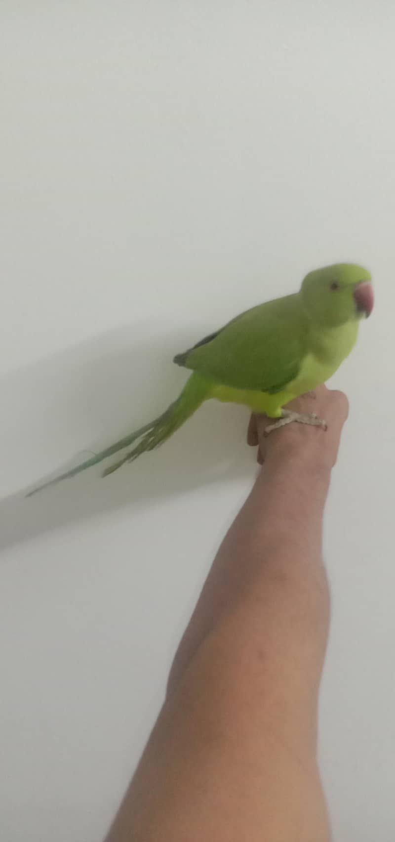 ringneck pair hendtamed 0 bite for sale 4