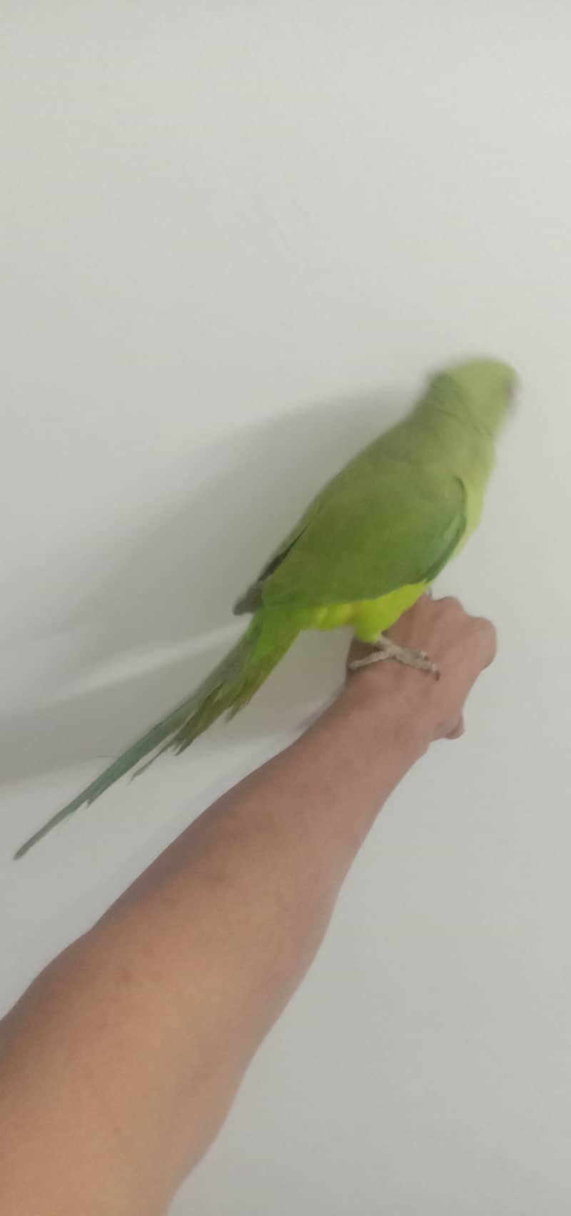 ringneck pair hendtamed 0 bite for sale 6