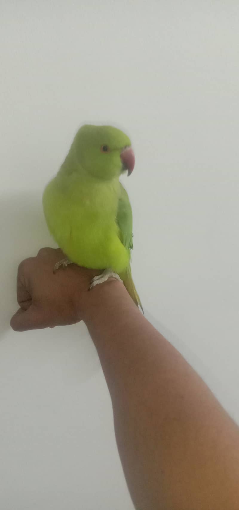 ringneck pair hendtamed 0 bite for sale 8