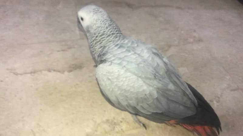 african grey african gray parrot female 1 year red factor 0