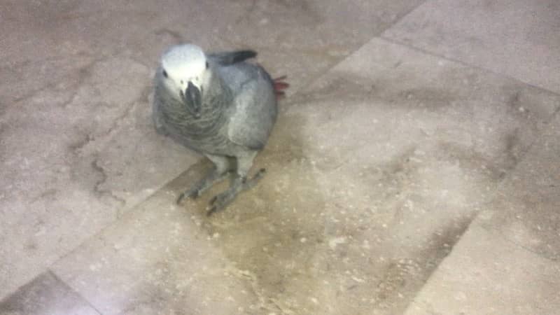 african grey african gray parrot female 1 year red factor 1