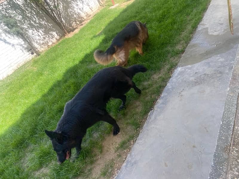 Pink pedegreed Gsd pair is up for sale ( 18 Months Age) 1