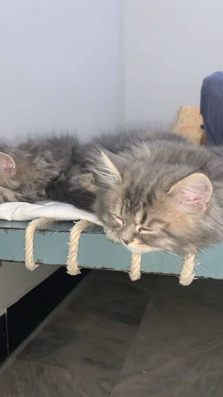 persian kittens, persian adult pair 0