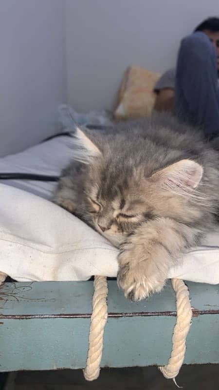 persian kittens, persian adult pair 1