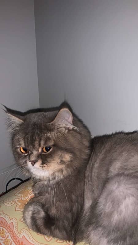 persian kittens, persian adult pair 5