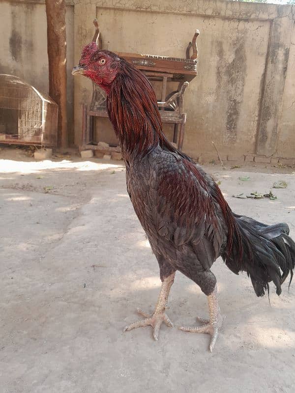 Aseel male for sale 0