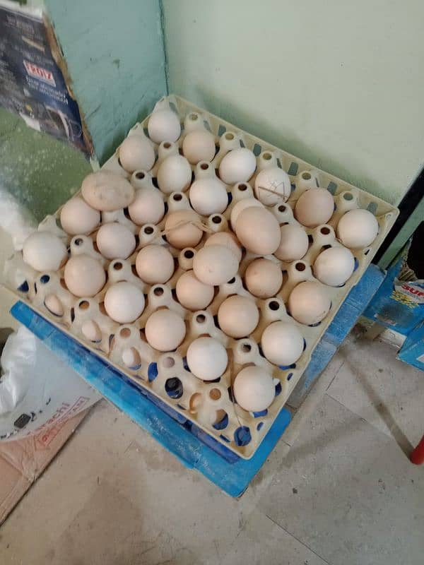 Desi eggs 0