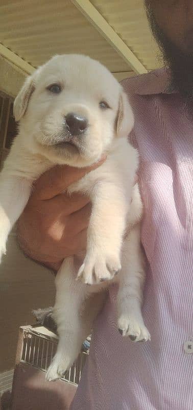 Labrador retriever puppy pedgri 11