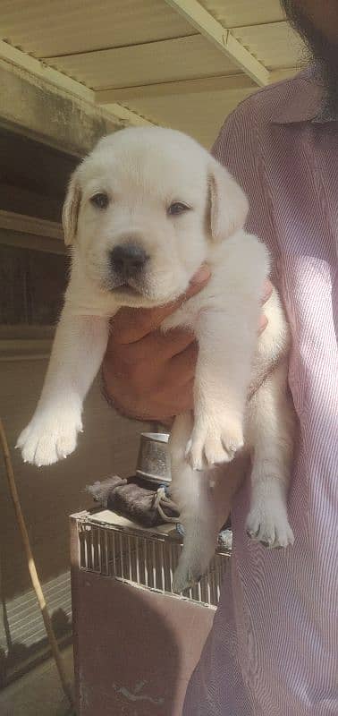 Labrador retriever puppy pedgri 14