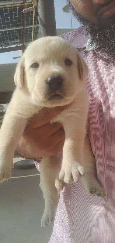 Labrador retriever puppy pedgri 15