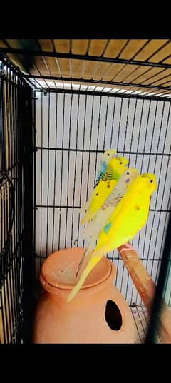 2 budgies pair