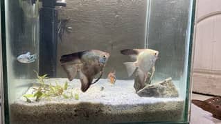 bulgarian angel fish