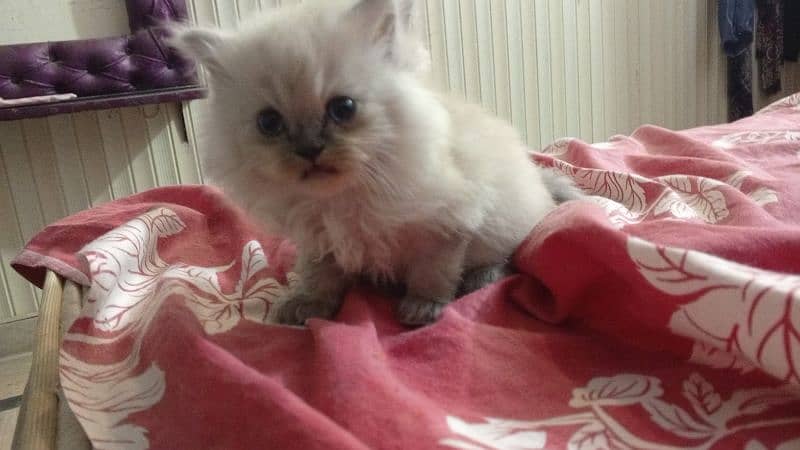 pair tripple coated Persian cats 4