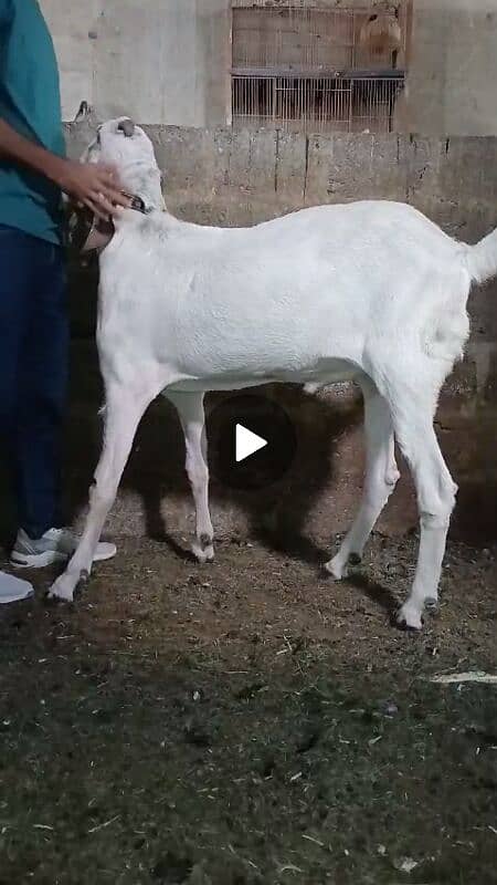 Punjab Breeder Nasli Bakra for Sale 2