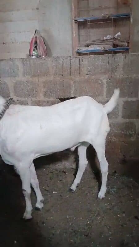 Punjab Breeder Nasli Bakra for Sale 3