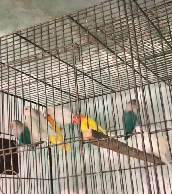 8 love birds mix mutation in just 10k urgent sale 5