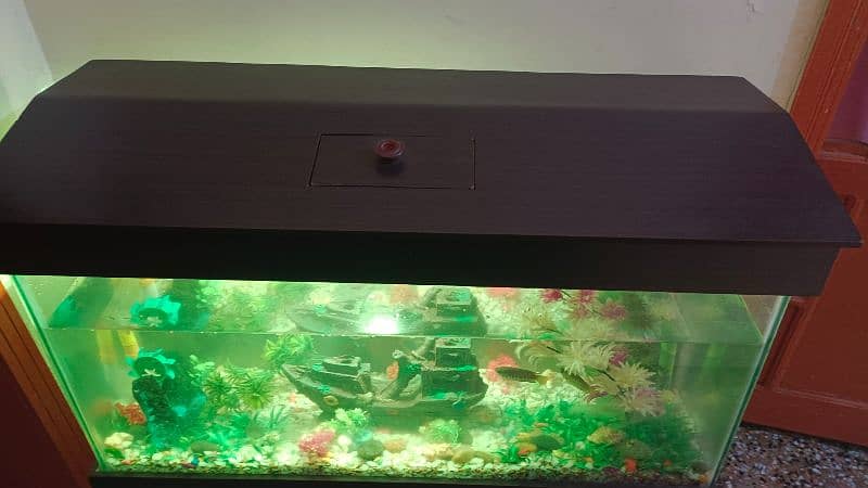 Aquarium with 05 fishs for sale 2