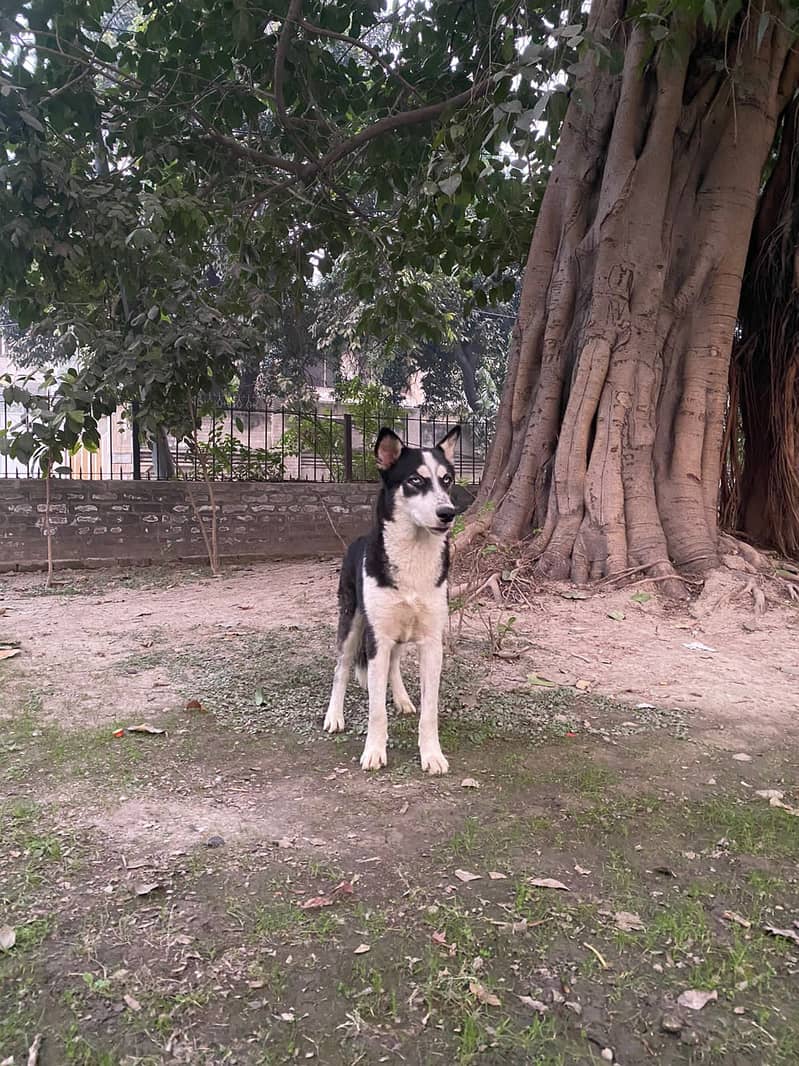 Siberian husky male puppy for sale 0