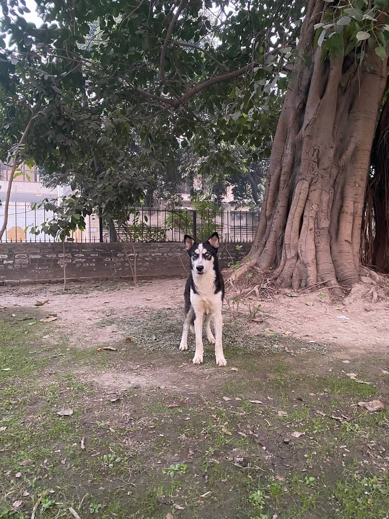 Siberian husky male puppy for sale 1