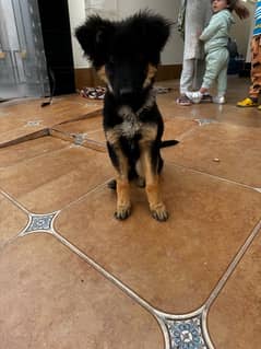 German Shepherd 3.2 Months Black Mask Puppy For Sale