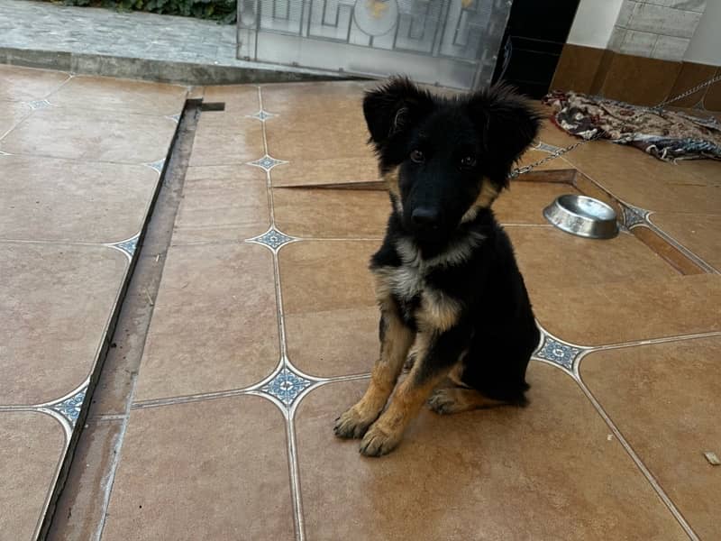 German Shepherd 3.2 Months Black Mask Puppy For Sale 2