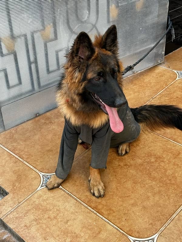 German Shepherd 3.2 Months Black Mask Puppy For Sale 3