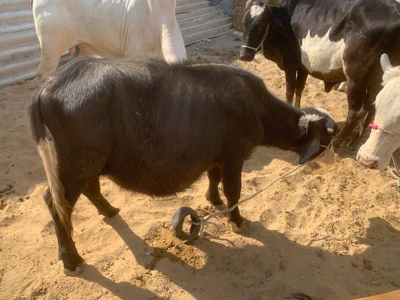 MASHALLAH GULABI PADDA FOR SALE meat weight. 55kg 3