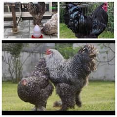 Fancy only  chicks Brahama,Polish,golden nd white cochine ,Coco,