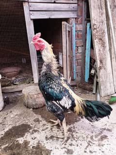 Aseel Hens For sale