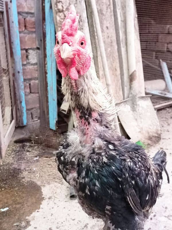 Aseel Hens For sale 1