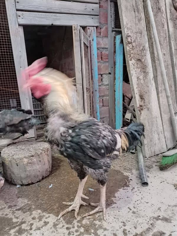 Aseel Hens For sale 2