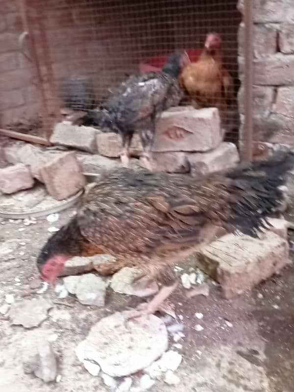 Aseel Hens For sale 3