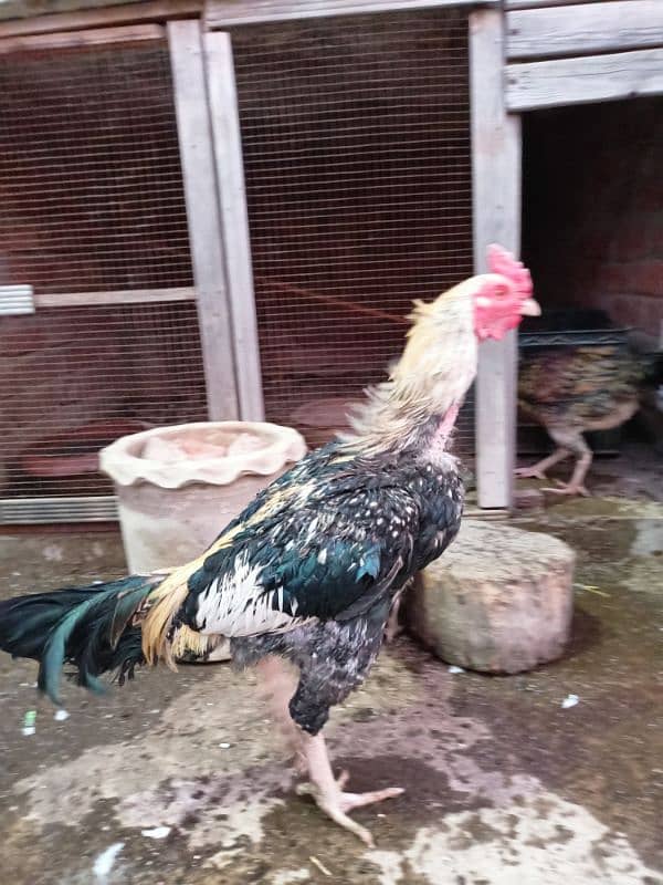 Aseel Hens For sale 4