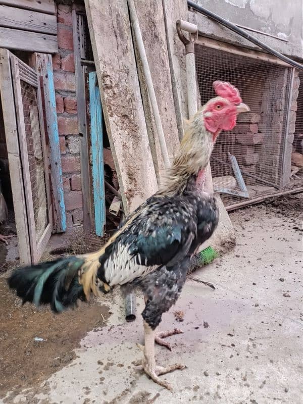 Aseel Hens For sale 5