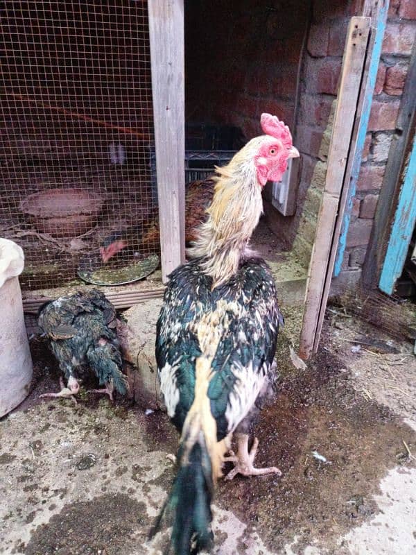 Aseel Hens For sale 6