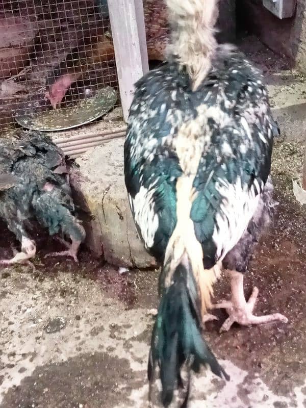 Aseel Hens For sale 7