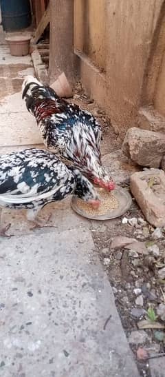 black and white cheena aseel pair