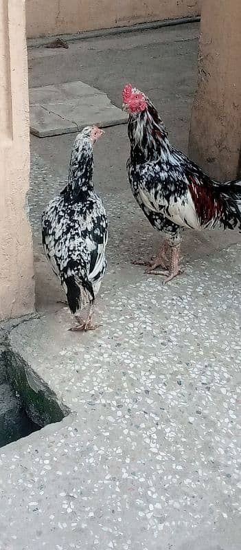 black and white cheena aseel pair 1