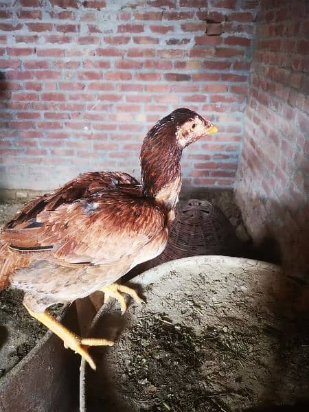 aseel hens for sale 3