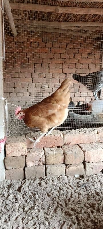 Golden Misri Hens/ Egg Laying Hens 11